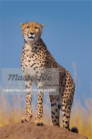 Cheetah (Acinonyx jubatus) adult searching for prey from atop termite mound, Maasai Mara National Reserve, Kenya, Africa.