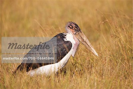 Marabou stork (Leptoptilos crumeniferus) in the savanna, Maasai Mara National Reserve, Kenya, Africa.
