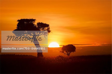 View of two trees silhouetted against beautiful sunrise sky, Maasai Mara National Reserve, Kenya, Africa. View of two trees silhouetted against beautiful sunrise sky, Maasai Mara National Reserve, Kenya, Africa.