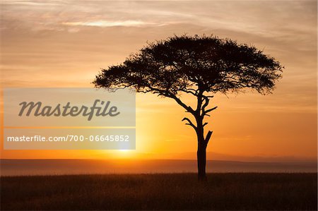 View of acacia tree silhouetted against beautiful sunrise sky, Maasai Mara National Reserve, Kenya, Africa.