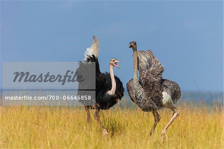 A pair of Masai ostriches (Struthio camelus massaicus) in the grasslands of the Masai Mara National Reserve, Kenya, East Africa.