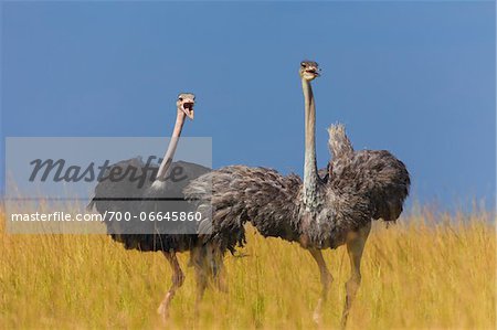 A pair of Masai ostriches (Struthio camelus massaicus) in the grasslands of the Masai Mara National Reserve, Kenya, East Africa.