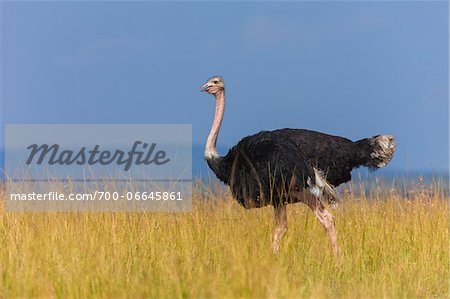 Side view of male masai ostrich (Struthio camelus massaicus) walking in the grasslands of the Masai Mara National Reserve, Kenya, East Africa.