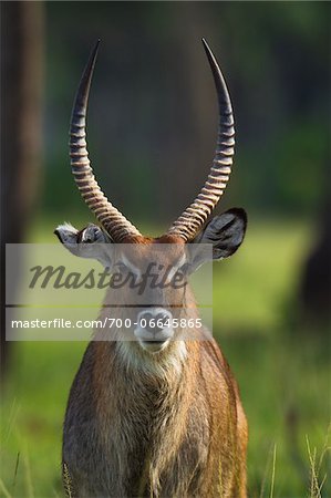 Defassa waterbuck (Kobus defassa), Maasai Mara National Reserve, Kenya, Africa.