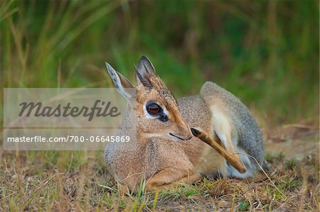 Male kirk's dik-dik (Madoqua kirkii) resting, Maasai Mara National Reserve, Kenya, Africa.