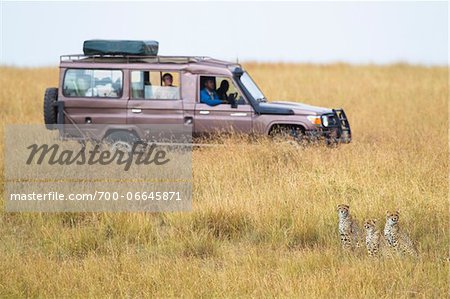 Three cheetahs (Acinonyx jubatus) and safari jeep in the Maasai Mara National Reserve, Kenya, Africa. Three cheetahs (Acinonyx jubatus) and safari jeep in the Maasai Mara National Reserve, Kenya, Africa.