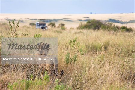 African Lion (Panthera leo) and safari jeep in the Maasai Mara National Reserve, Kenya, Africa.