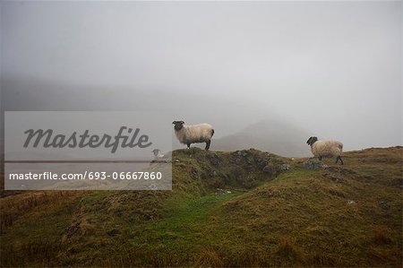 Sheep grazing on misty farm