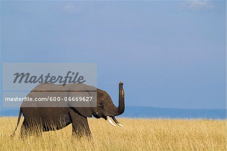 African Bush Elephant (Loxodonta africana) Calf with Raised Trunk sniffing the air, Maasai Mara National Reserve, Kenya, Africa African Bush Elephant (Loxodonta africana) Calf with Raised Trunk sniffing the air, Maasai Mara National Reserve, Kenya, Africa