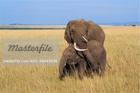 African Bush Elephant (Loxodonta africana) Mother with Calf, Maasai Mara National Reserve, Kenya, Africa