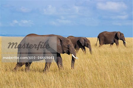 African Elephants (Loxodonta africana) in Savanna, Maasai Mara National Reserve, Kenya, Africa African Elephants (Loxodonta africana) in Savanna, Maasai Mara National Reserve, Kenya, Africa