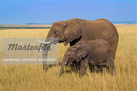 African Bush Elephant (Loxodonta africana) Mother with Calf, Maasai Mara National Reserve, Kenya, Africa African Bush Elephant (Loxodonta africana) Mother with Calf, Maasai Mara National Reserve, Kenya, Africa