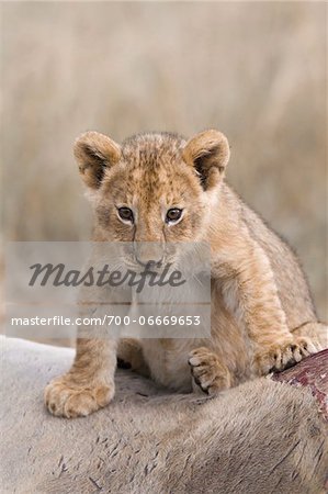Lion cub (Panthera leo) sitting on an eland kill, Maasai Mara National Reserve, Kenya, Africa. Lion cub (Panthera leo) sitting on an eland kill, Maasai Mara National Reserve, Kenya, Africa.