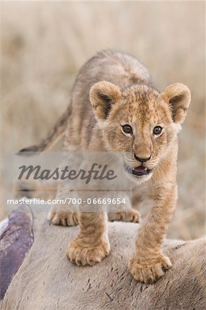 Lion cub (Panthera leo) standing on an eland kill, Maasai Mara National Reserve, Kenya, Africa.