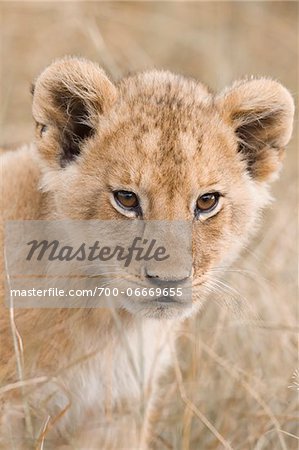 Close-up of african Lion cub (Panthera leo), Maasai Mara National Reserve, Kenya, Africa.