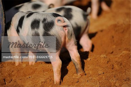 Domestic pig (Sus scrofa domesticus) piglet on a farm, Bavaria, Germany