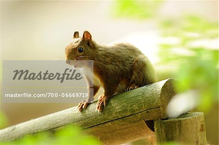 Eurasian red squirrel (Sciurus vulgaris) sitting on a bough, Bavaria, Germany