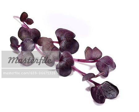 Red watercress Red watercress