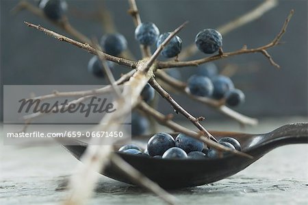 Sloes on a branch and in a spoon