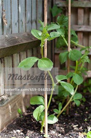 A broad bean plant in the corner of the garden