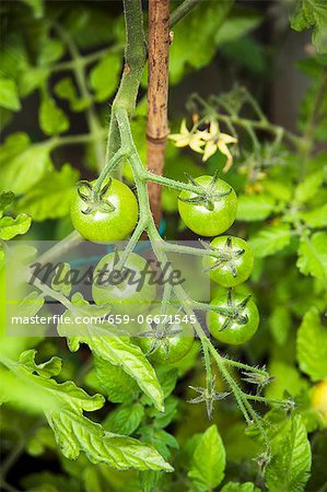 Unripe tomatoes on the plant