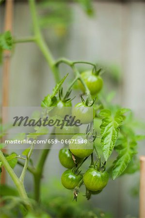 Unripe cherry tomatoes on the plant