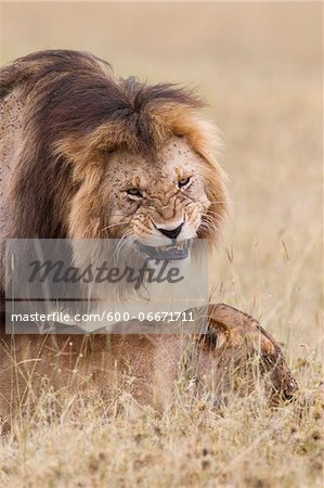 African lions (Panthera leo) mating, Maasai Mara National Reserve, Kenya