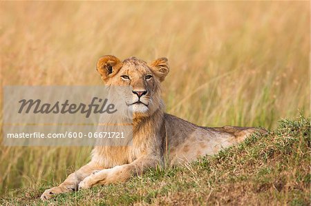 Young male lion (Panthera leo), Maasai Mara National Reserve, Kenya