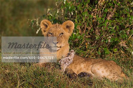 Young male lion (Panthera leo), Maasai Mara National Reserve, Kenya