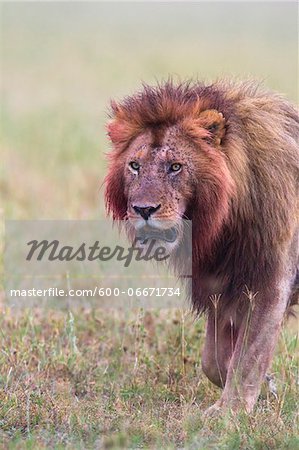 Male lion (Panthera leo) with blood on his head and mane after feeding, Maasai Mara National Reserve, Kenya