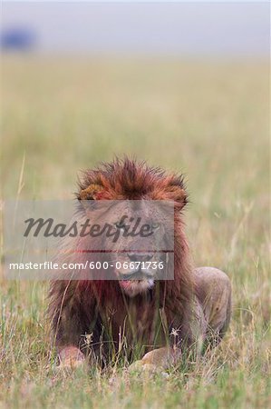 Male lion (Panthera leo) with blood on his head and mane after feeding, Maasai Mara National Reserve, Kenya