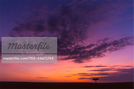 Colorful cloudy sky just before sunrise, Maasai Mara National Reserve, Kenya, Africa. Colorful cloudy sky just before sunrise, Maasai Mara National Reserve, Kenya, Africa.
