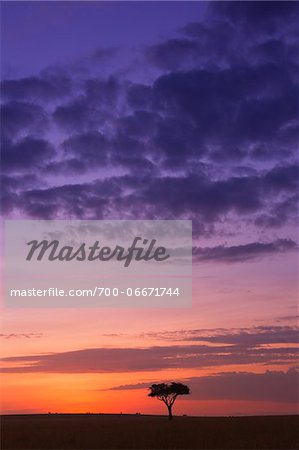 Colorful cloudy sky just before sunrise, Maasai Mara National Reserve, Kenya, Africa.