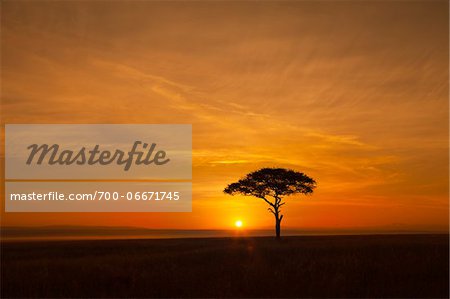 View of acacia tree silhouetted against beautiful sunrise sky, Maasai Mara National Reserve, Kenya, Africa.