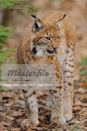 Eurasian lynx (Lynx lynx carpathicus) in the forest, Bavaria, Germany