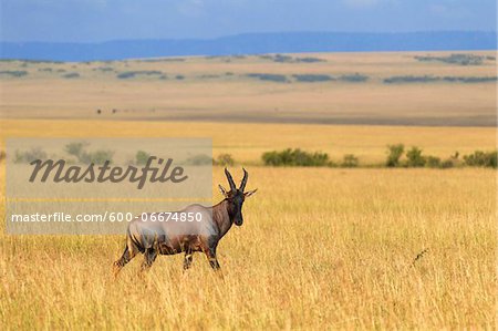 Korrigum (Damaliscus lunatus korrigum), Maasai Mara National Reserve, Kenya, Africa Korrigum (Damaliscus lunatus korrigum), Maasai Mara National Reserve, Kenya, Africa