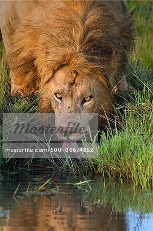 Male Lion (Panthera leo) Drinking, Maasai Mara National Reserve, Kenya, Africa