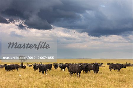 Cape Buffalo (Syncerus caffer) Herd in Savanna, Maasai Mara National Reserve, Kenya, Africa