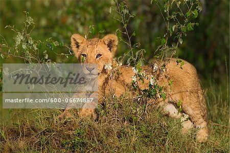 Lion (Panthera leo) Cub, Maasai Mara National Reserve, Kenya, Africa