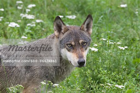 European Wolf (Canis lupus lupus) in Game Reserve, Germany