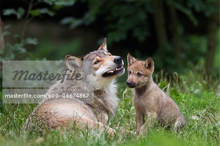 Eastern Wolf (Canis lupus lycaon) Pup Begging for Food, Game Reserve, Bavaria, Germany