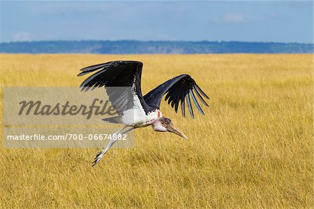 Marabou stork (Leptoptilos crumeniferus) in flight, Maasai Mara National Reserve, Kenya, Africa. Marabou stork (Leptoptilos crumeniferus) in flight, Maasai Mara National Reserve, Kenya, Africa.