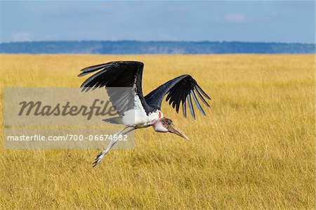 Marabou stork (Leptoptilos crumeniferus) in flight, Maasai Mara National Reserve, Kenya, Africa.