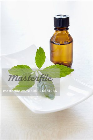 Herbs and bottle of aromatic oil for aromatherapy