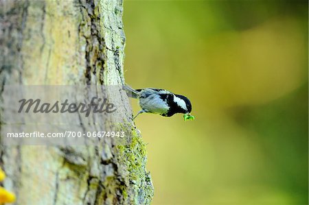 Coal Tit (Periparus ater) perched on side of tree with leaf in mouth, Bavaria, Germany