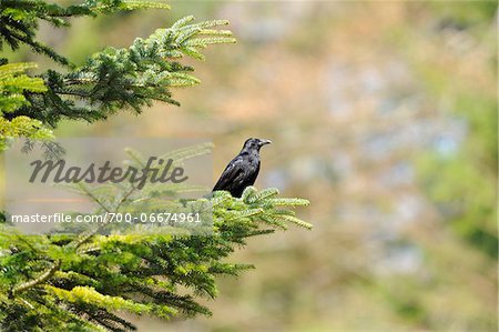 Carrion Crow (Corvus corone) perched on a tree branch, Bavaria, Germany Carrion Crow (Corvus corone) perched on a tree branch, Bavaria, Germany