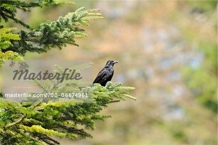 Carrion Crow (Corvus corone) perched on a tree branch, Bavaria, Germany