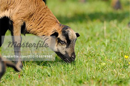 Cameroon sheep lamb eating grass on a meadow, Bavaria, Germany