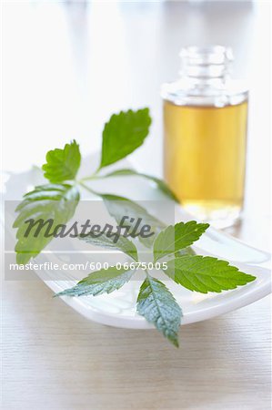 Herbs with aromatic oil for aromatherapy