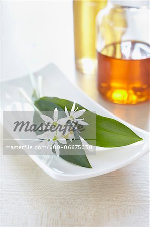 Herbs, fresh wild garlic, blossom, bottles of oil